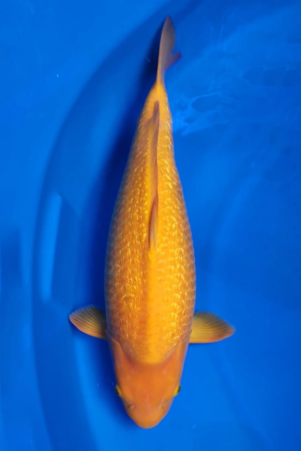 Juara 1