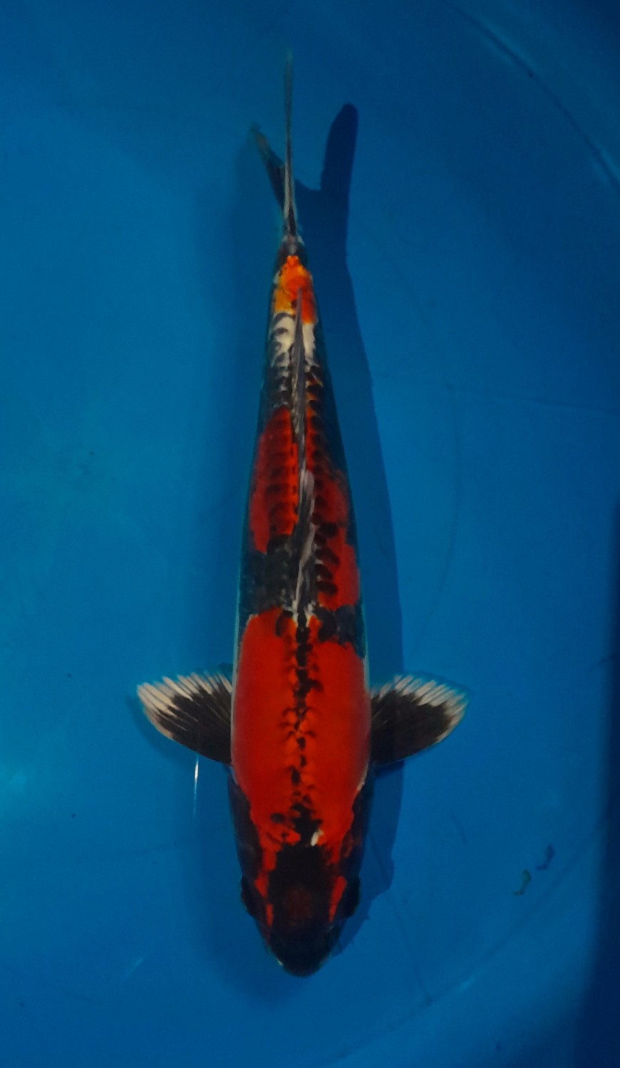 Juara 3