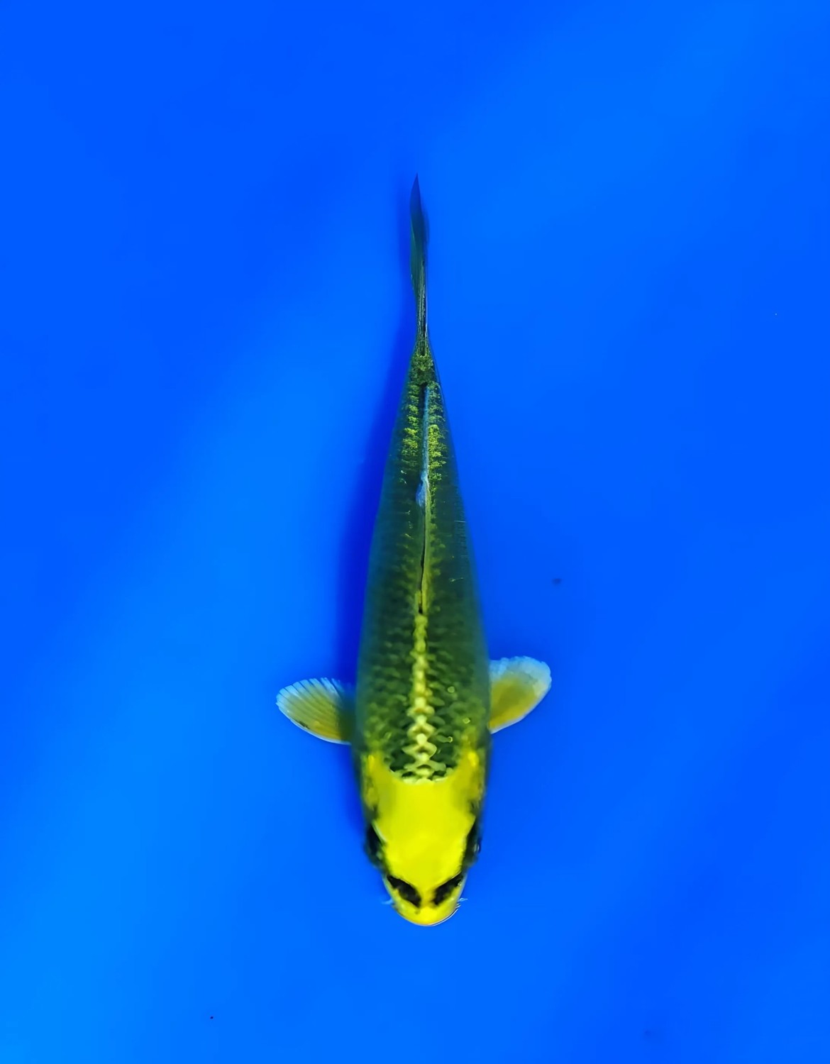 Juara 1