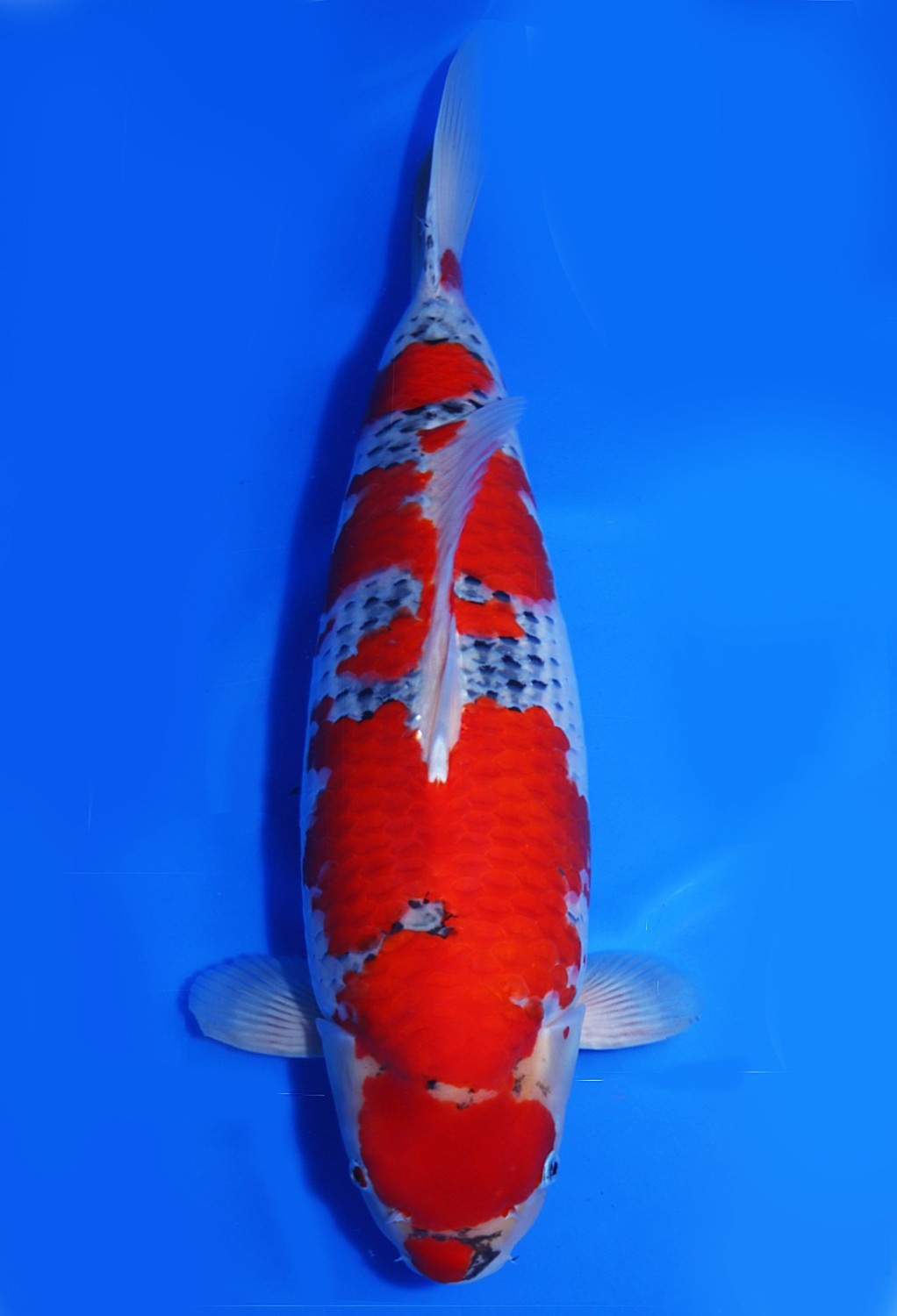 Juara 1
