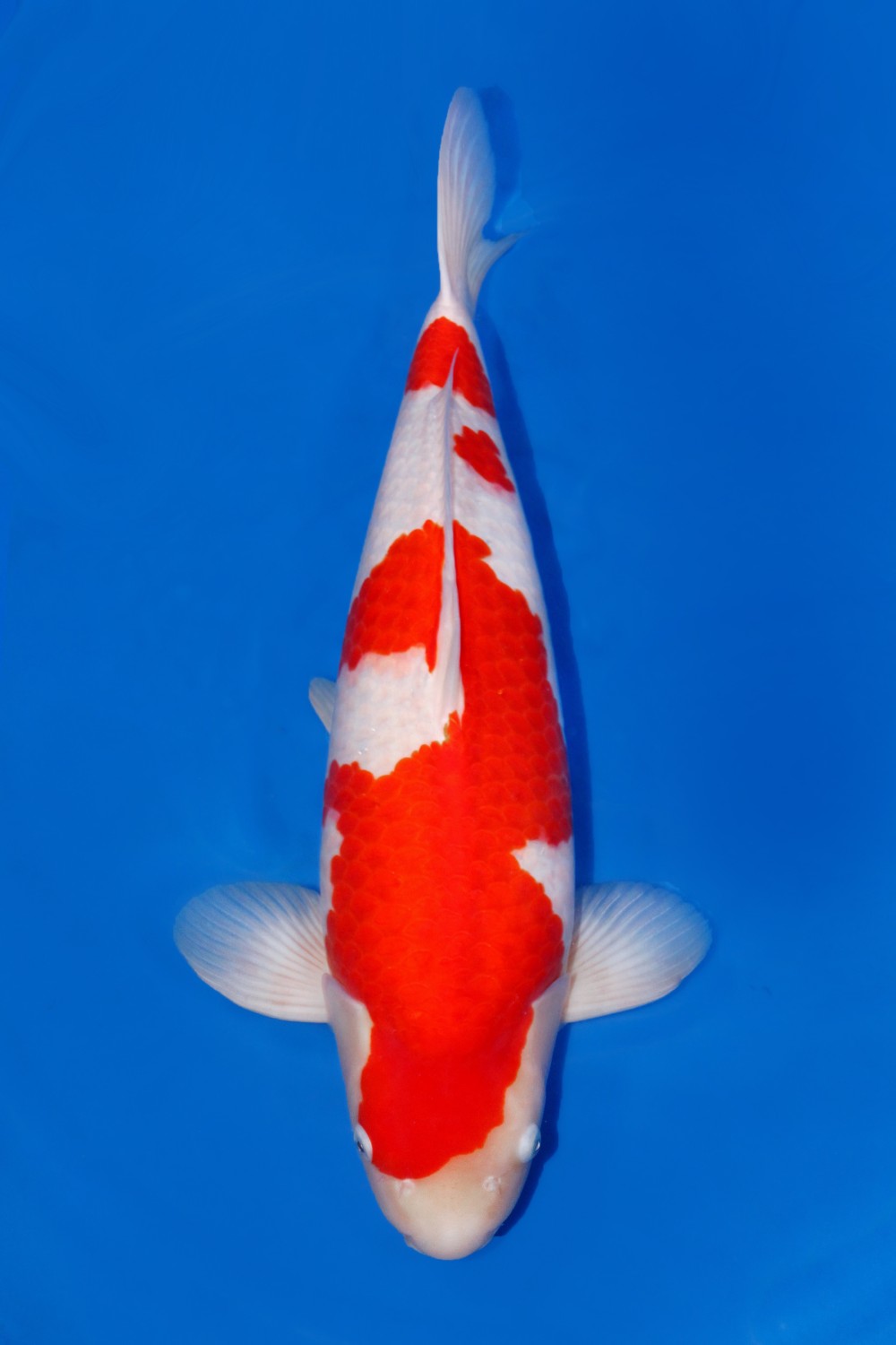 Juara 4
