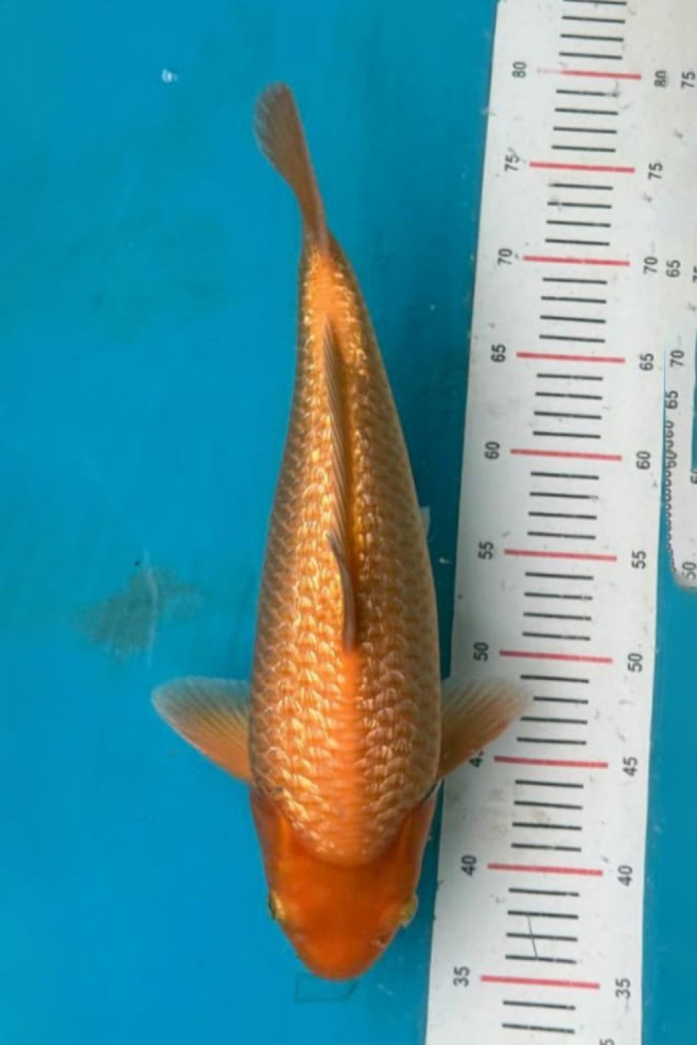 Juara 2
