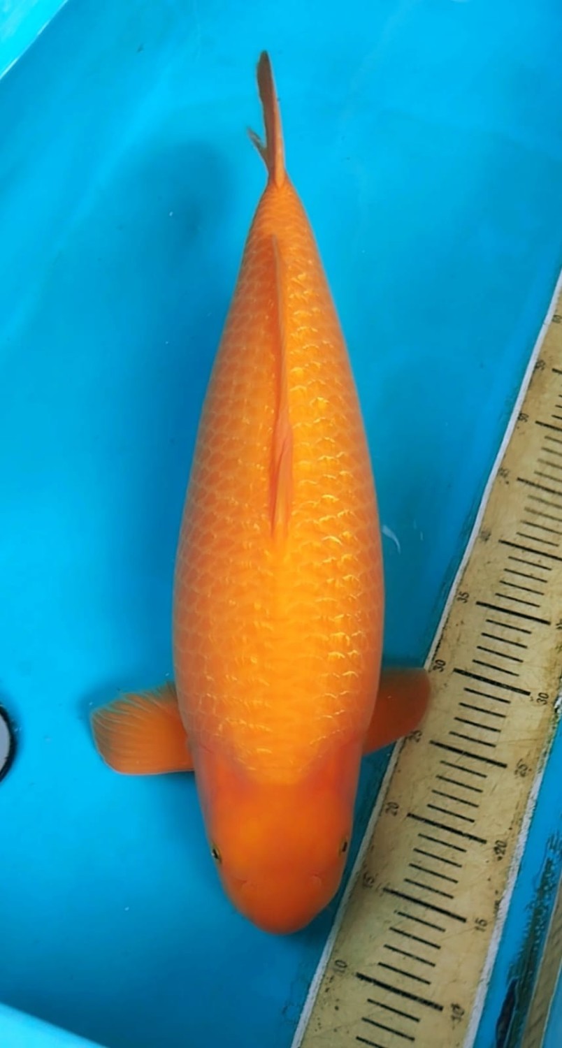 Juara 3