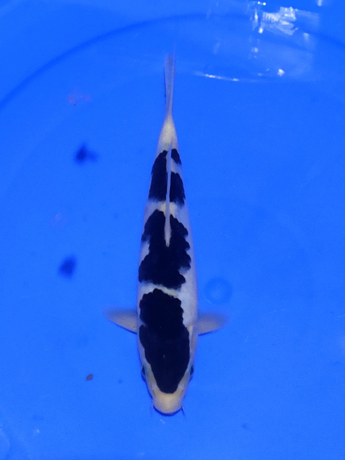 Juara 3