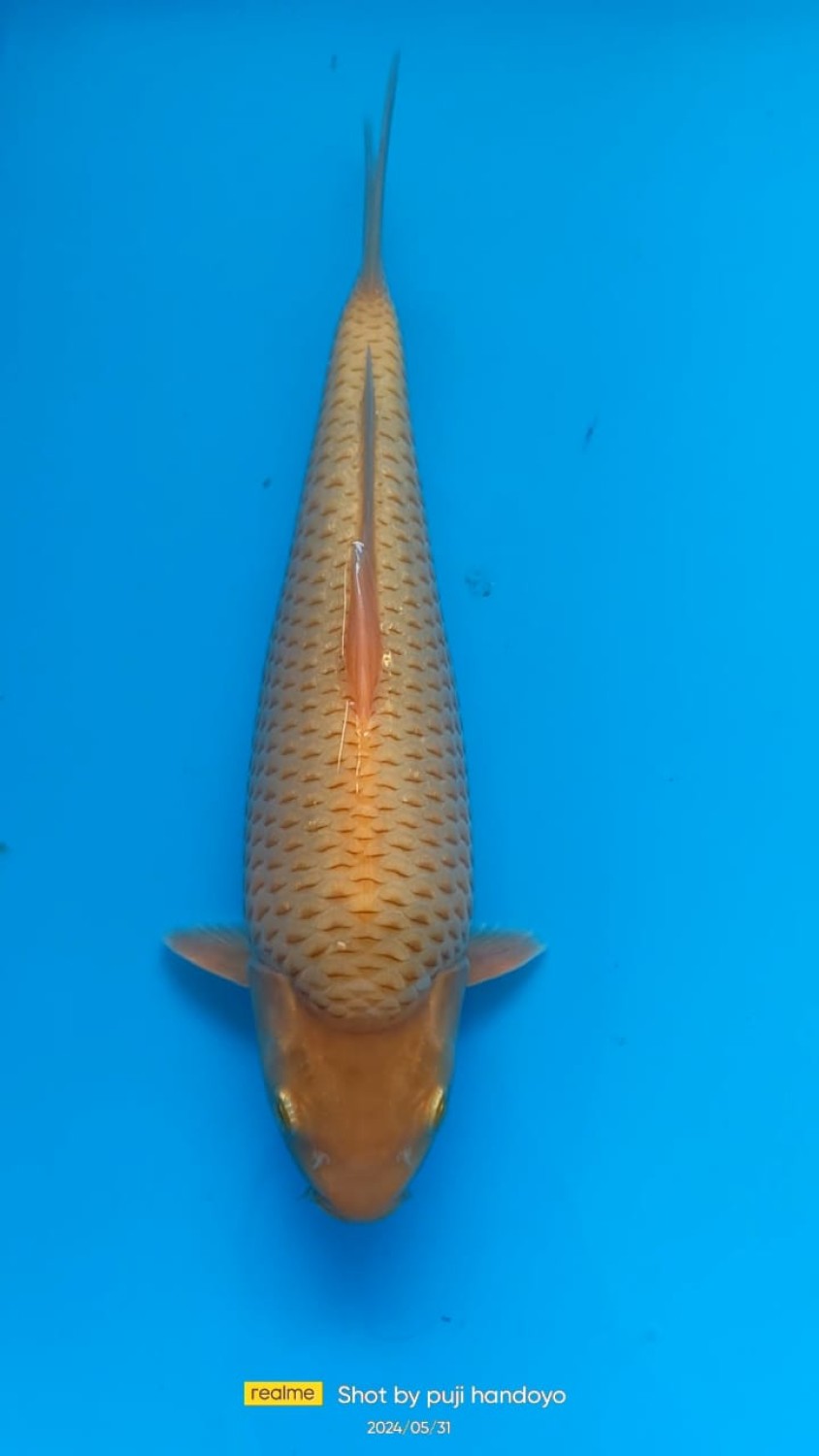 Juara 4