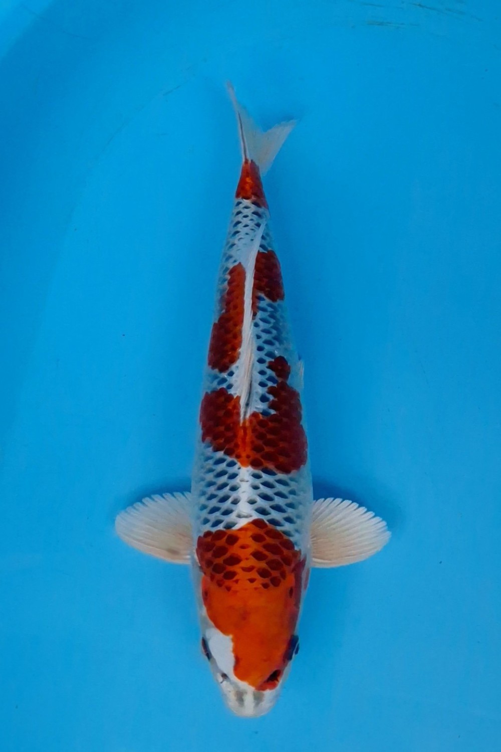 Juara 1