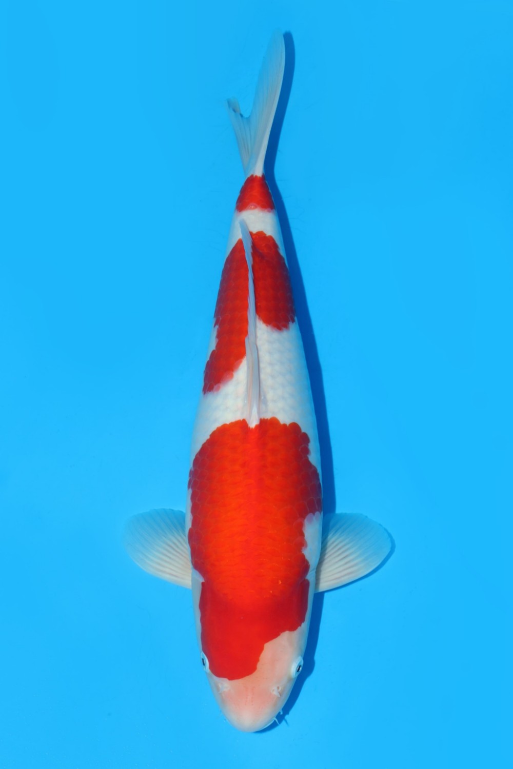 Juara 1