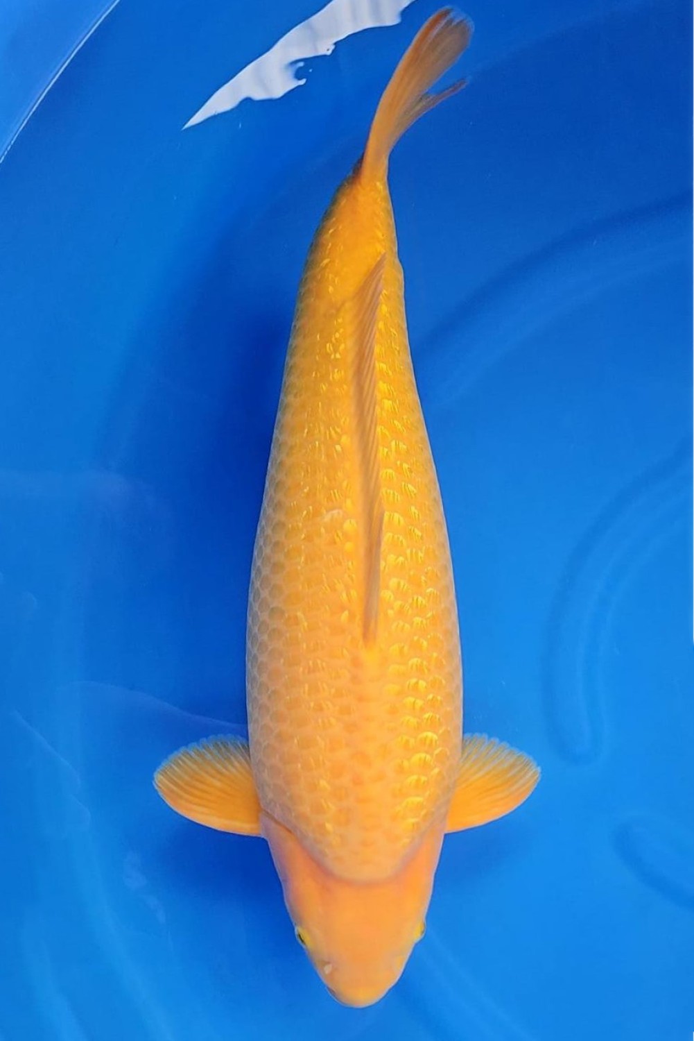 Juara 2