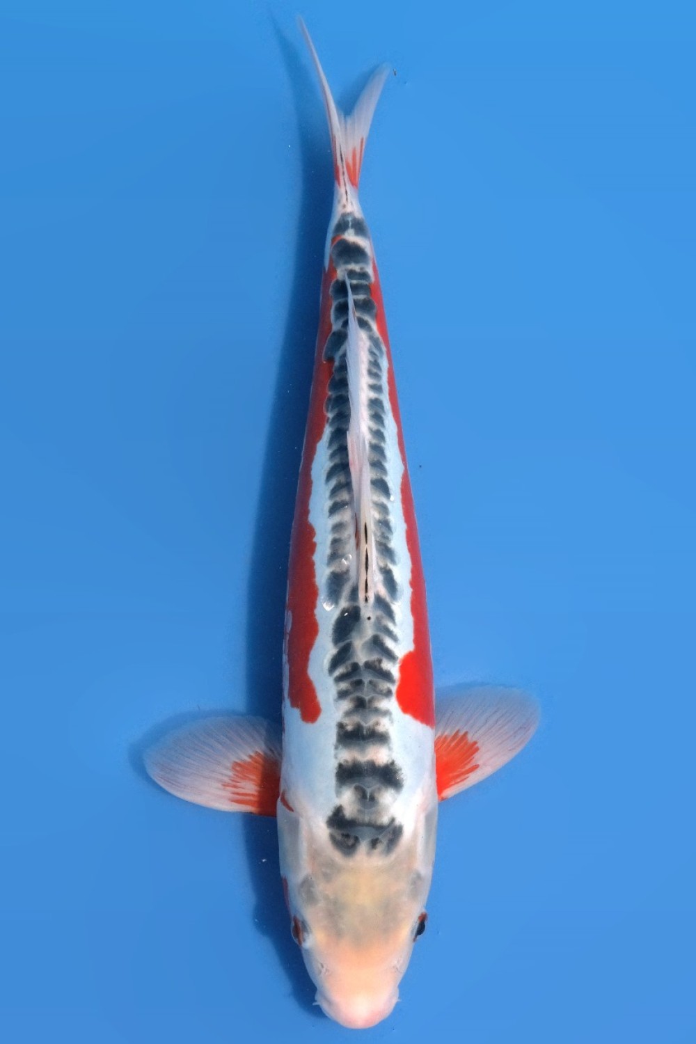 Juara 2