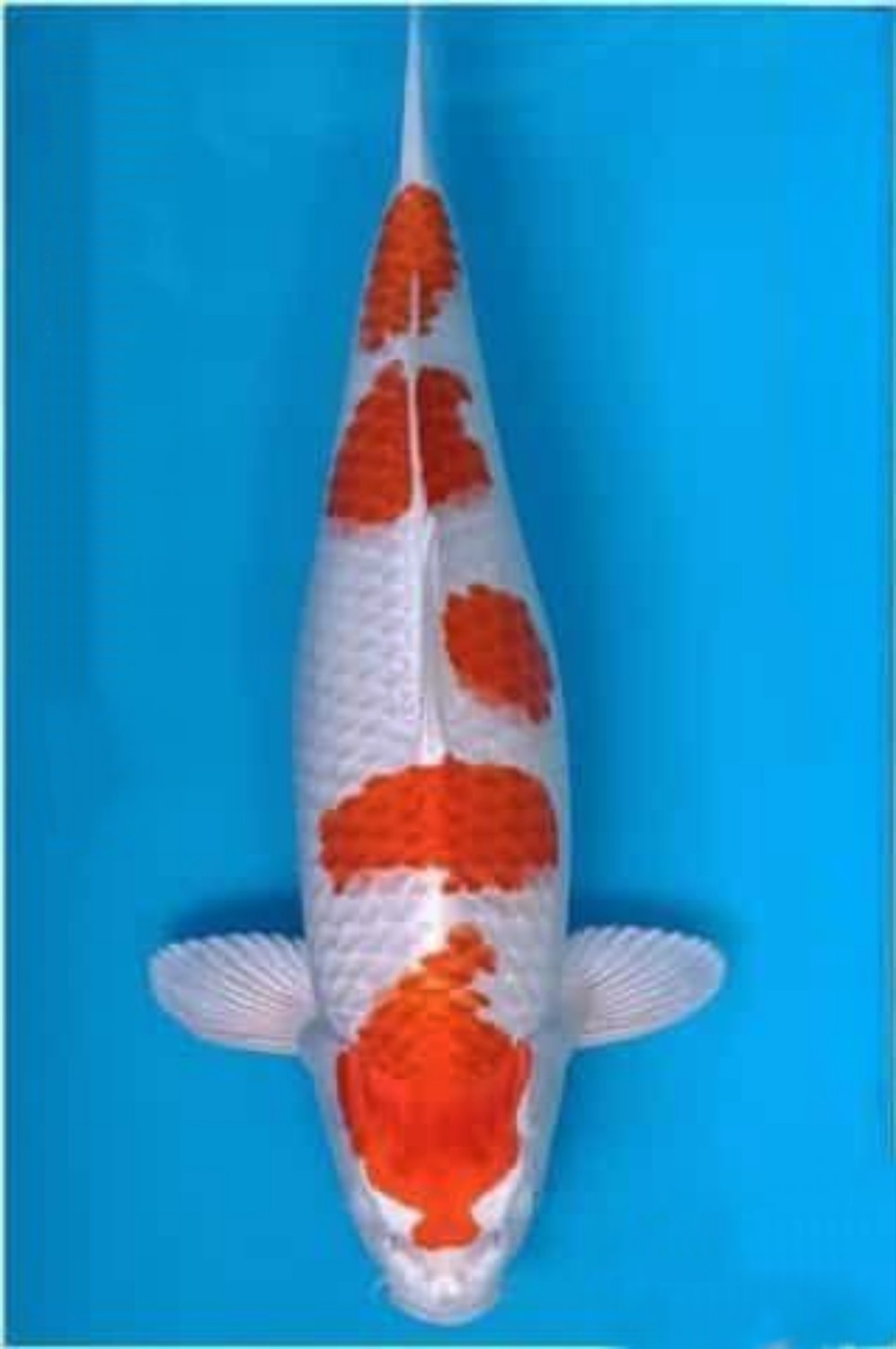 Juara 1