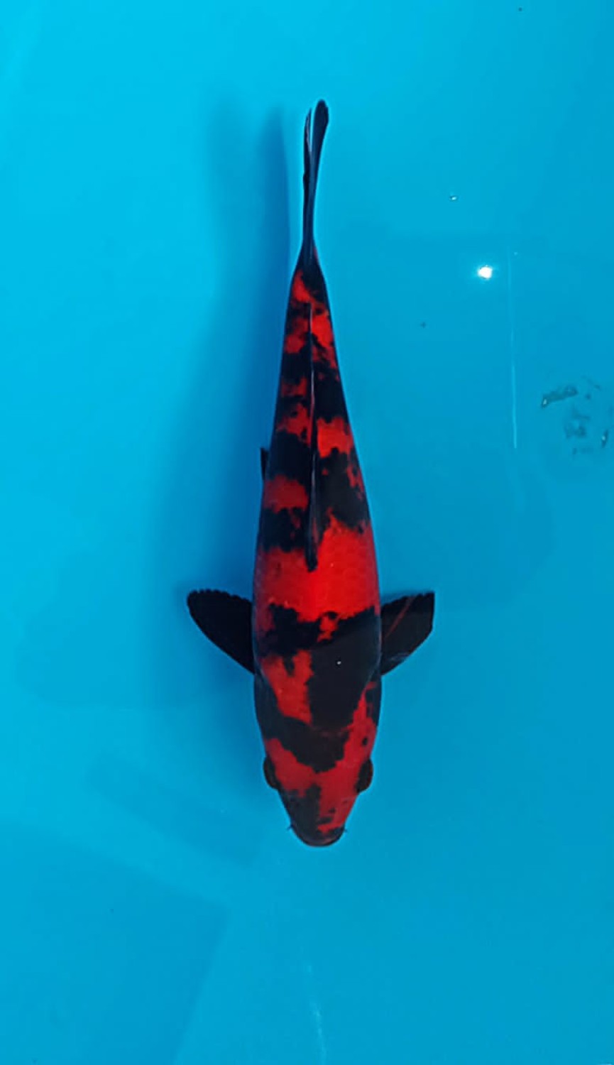 Juara 1