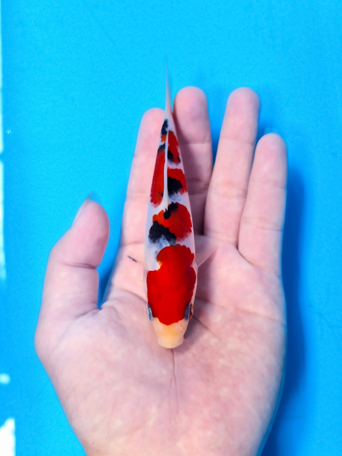 Best In Size A Up To 12 cm