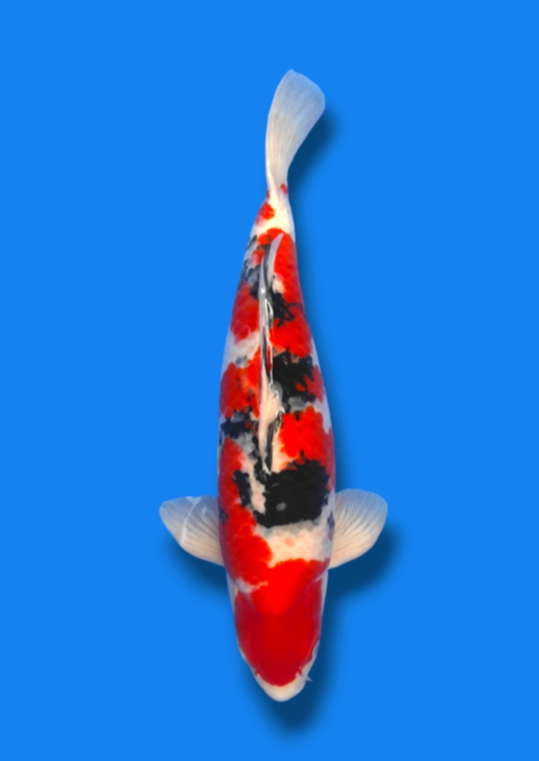 Juara 1