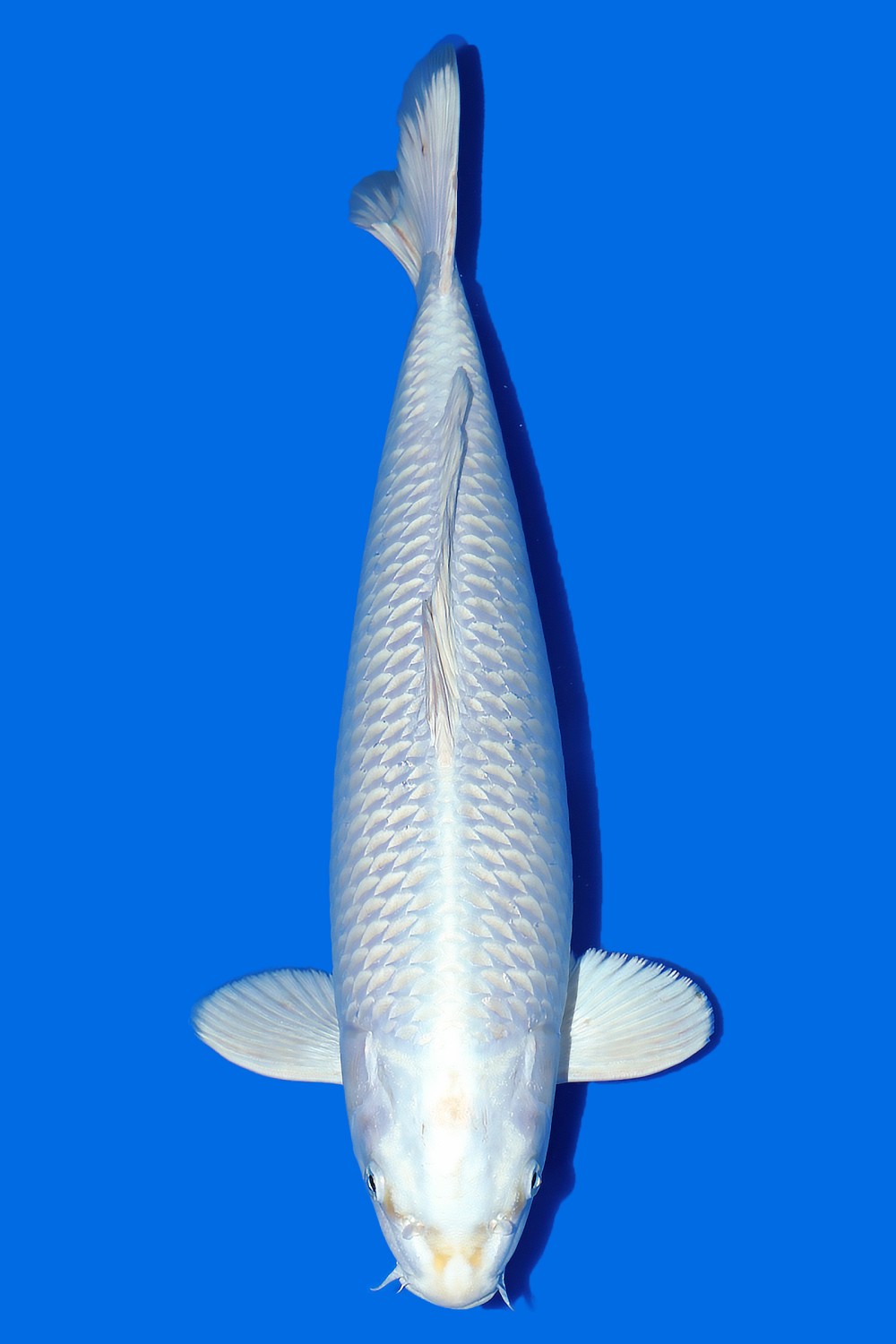 Juara 2