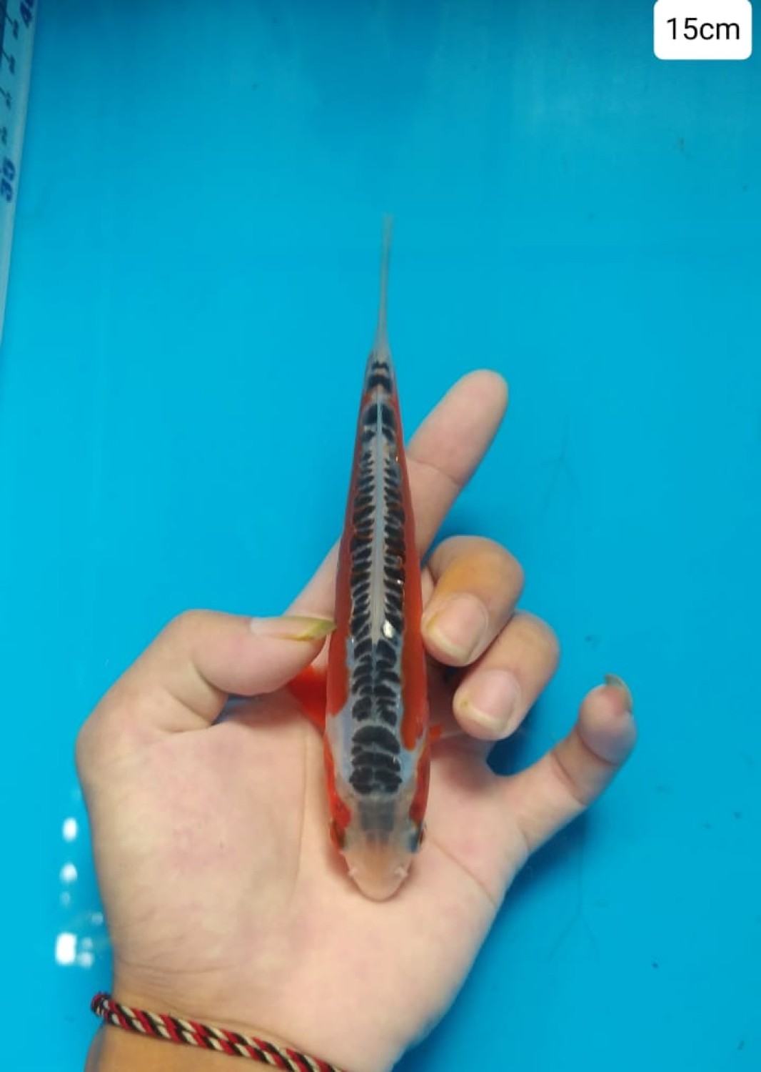 Juara 2