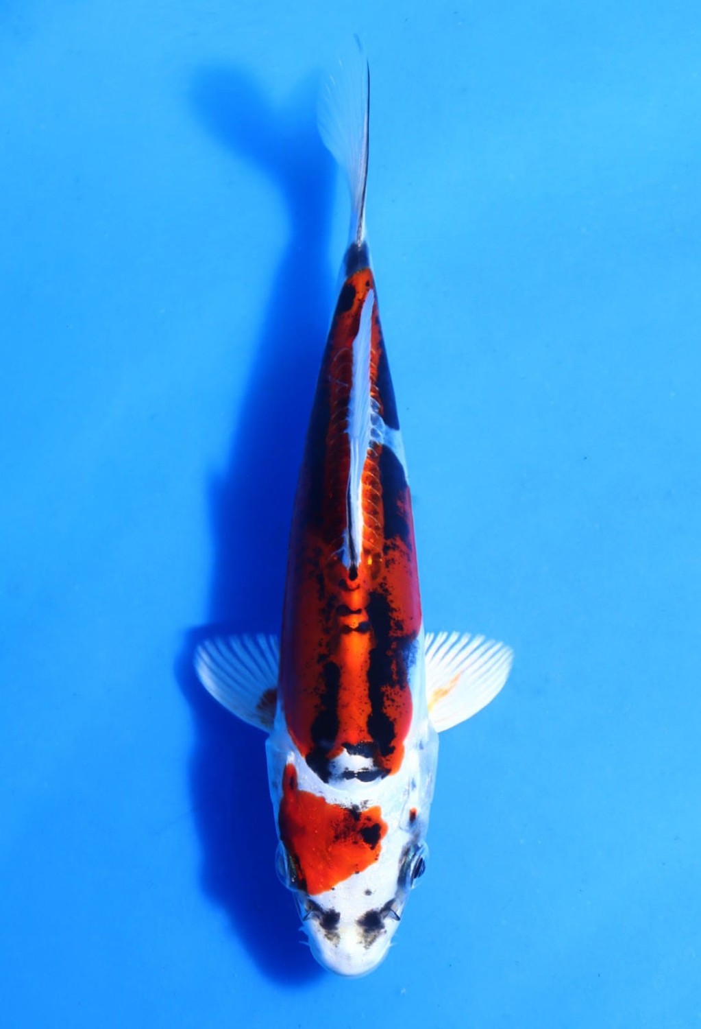 Juara 1