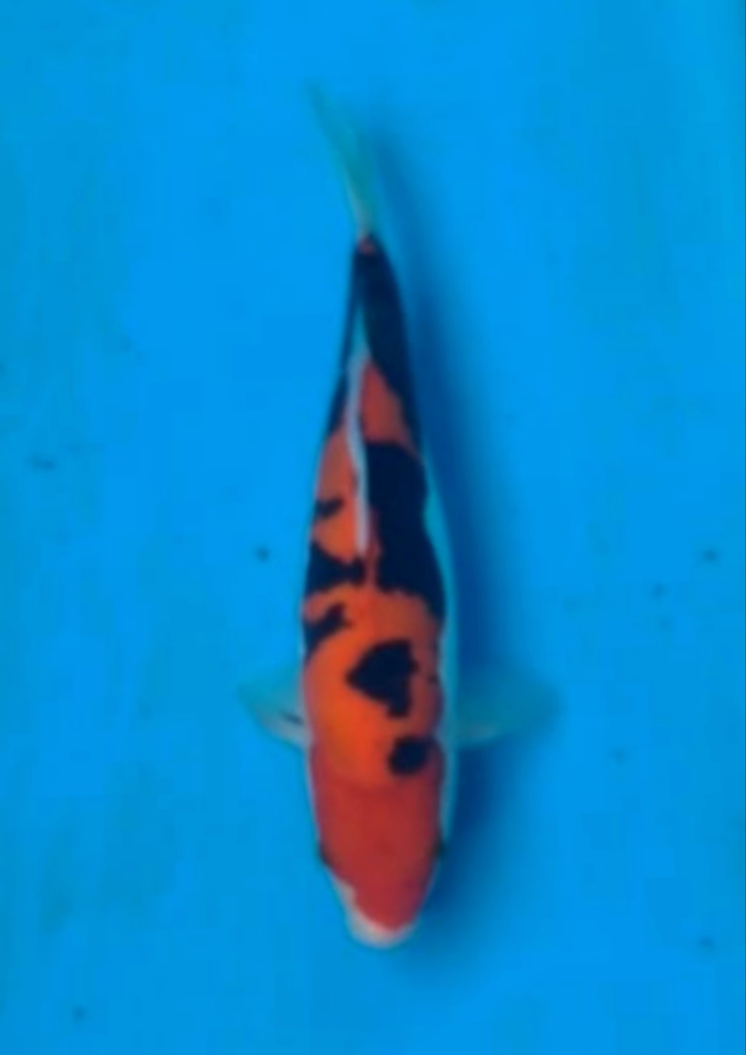Juara 1