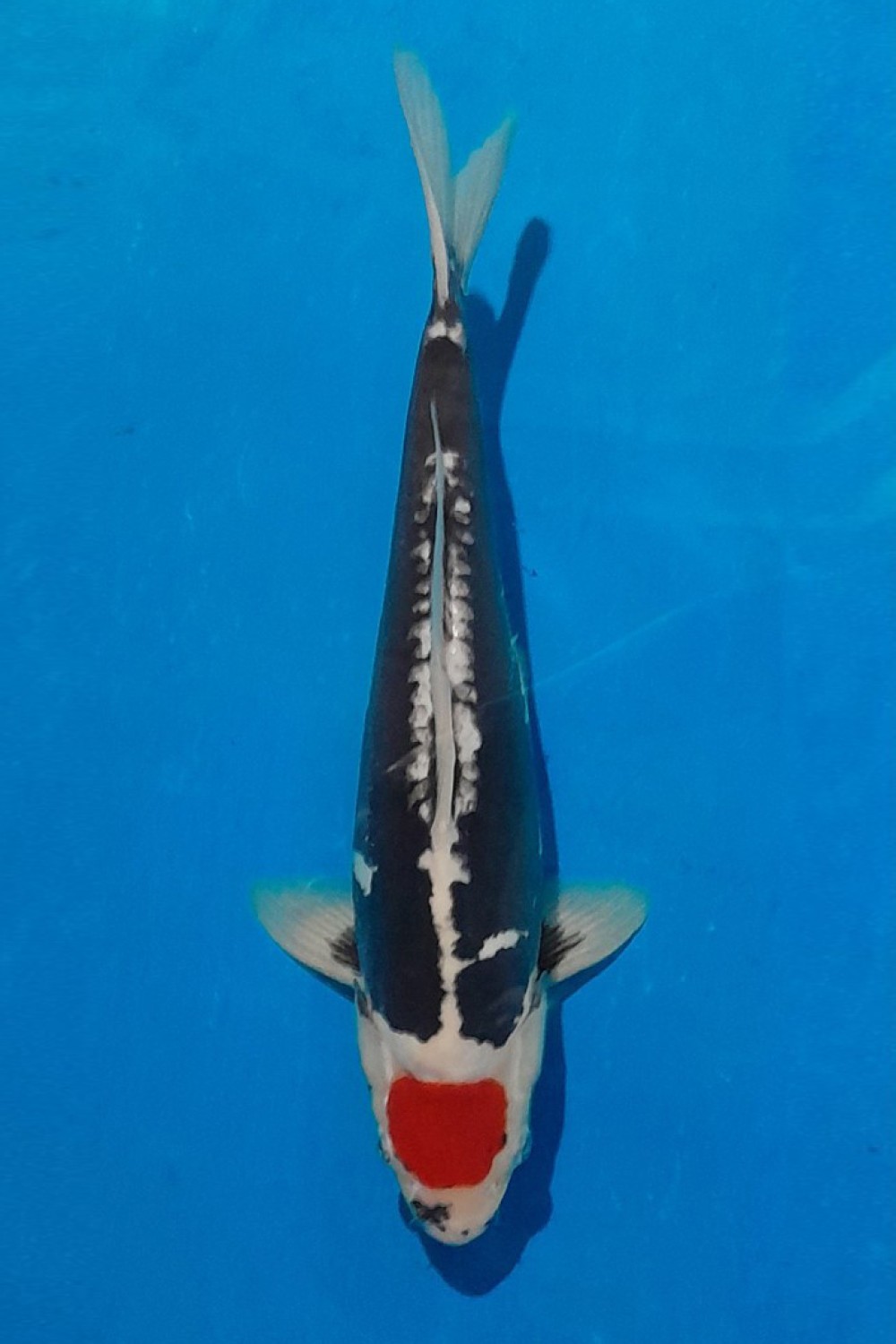 Juara 1