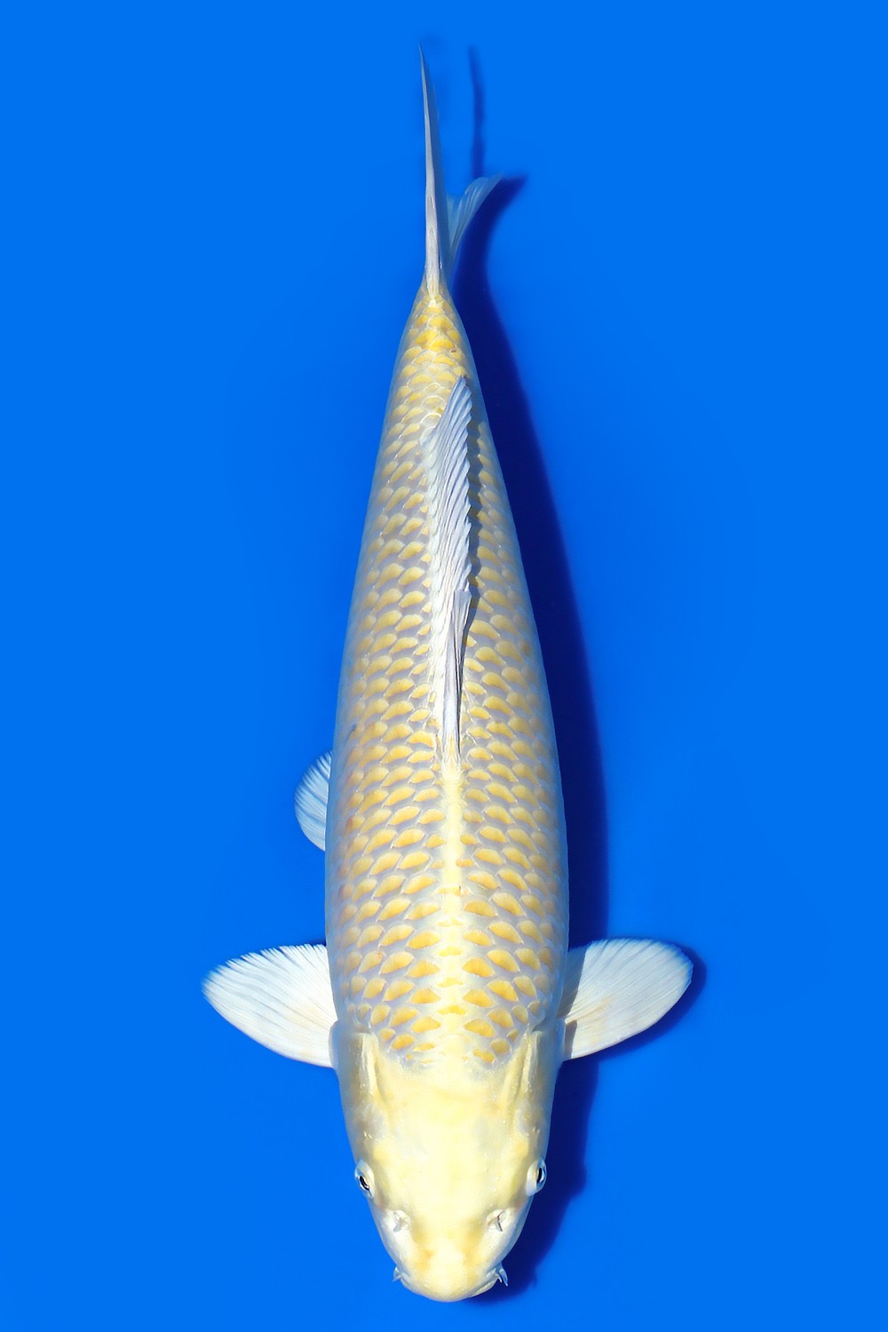 Juara 2