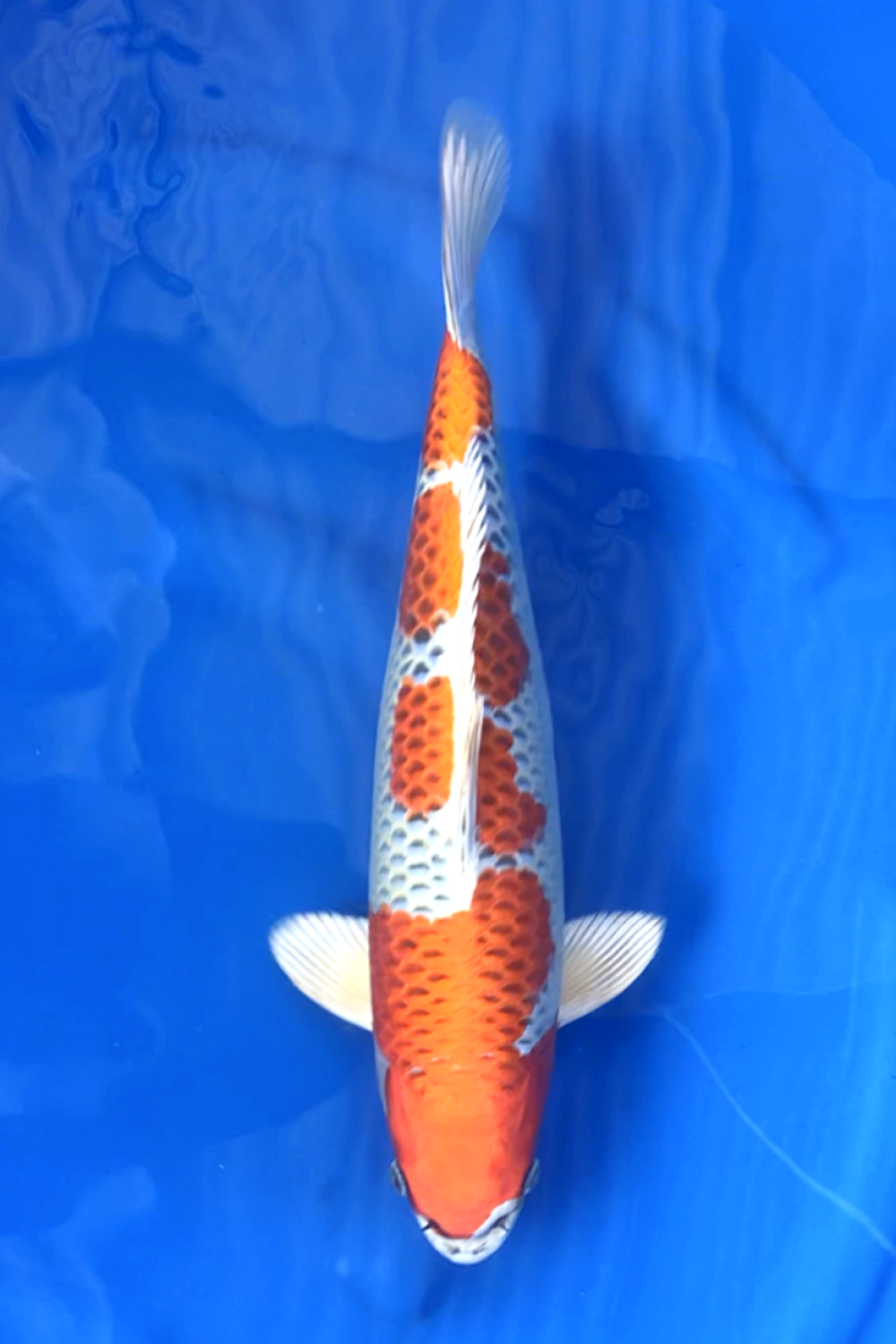 Juara 1