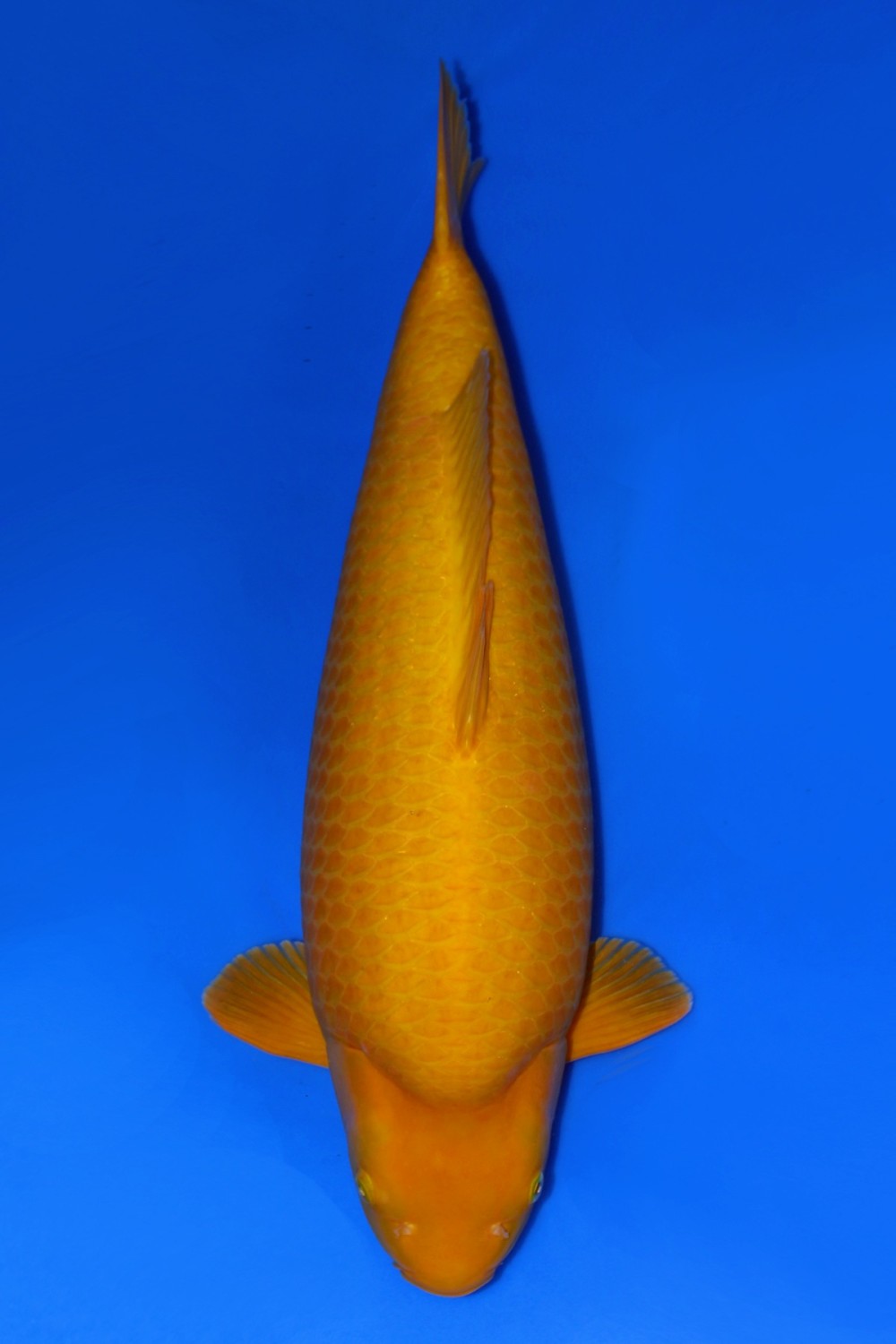 Juara 3