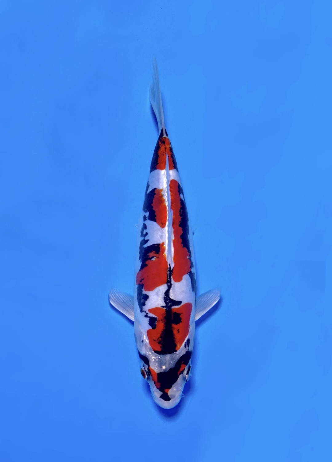 Juara 2