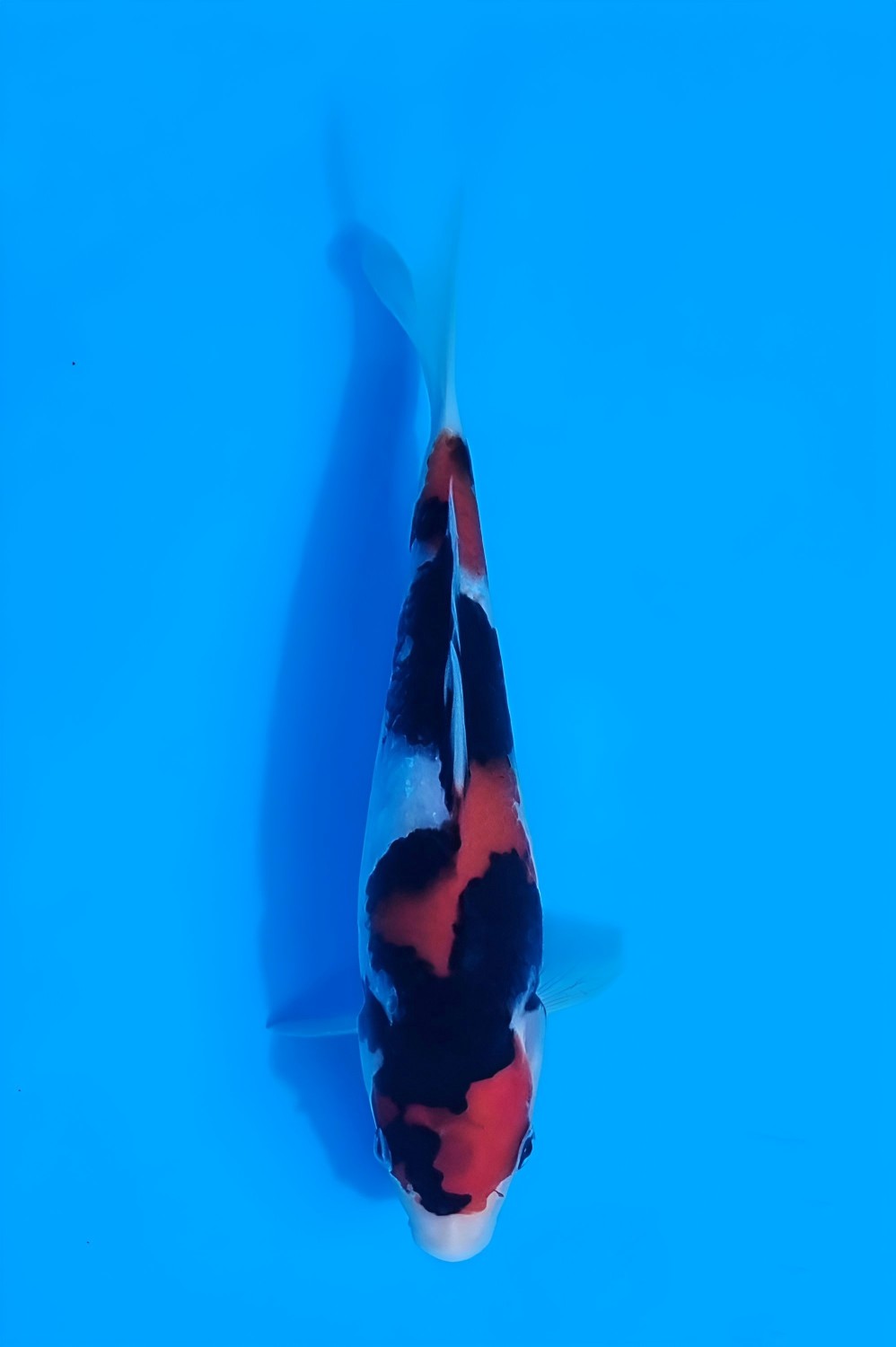 Juara 2
