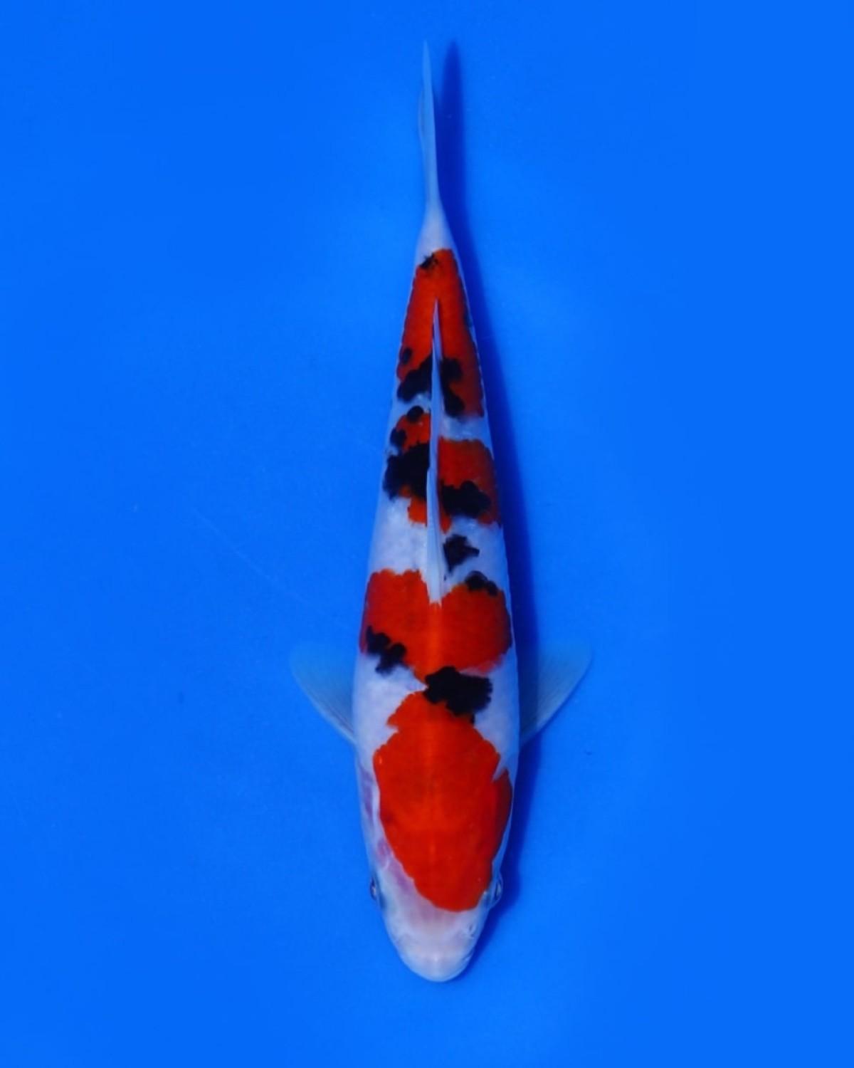 Best In Size A 21 - 25 cm