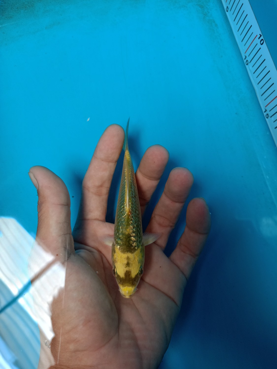 Juara 4
