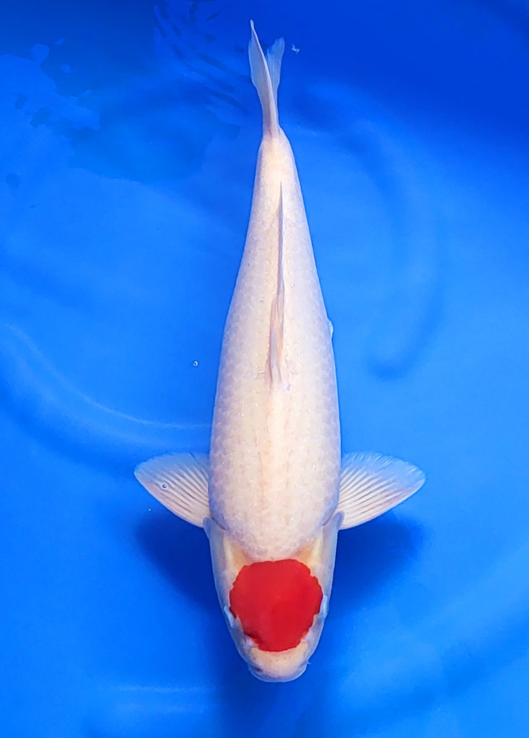 Juara 4