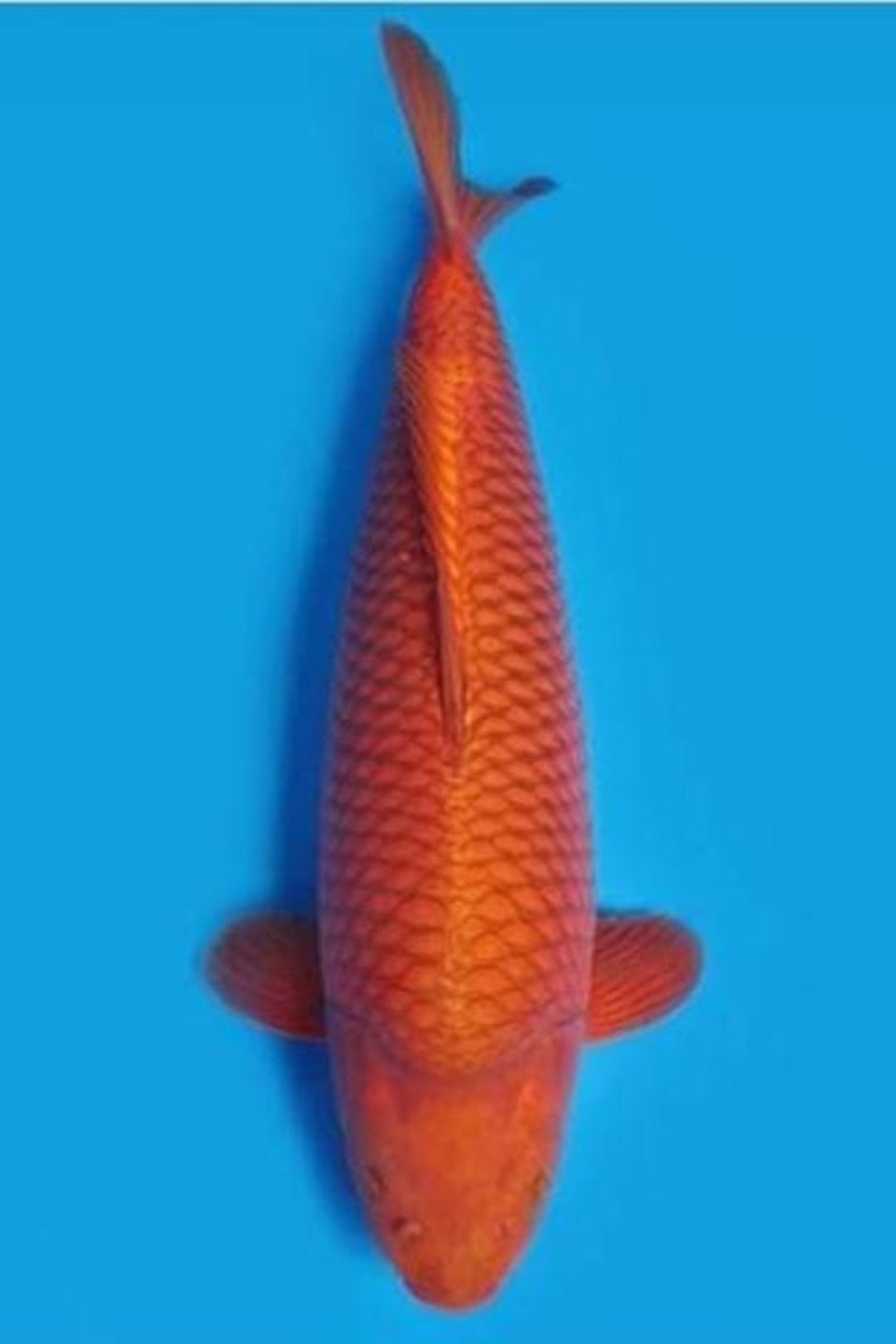 Juara 1