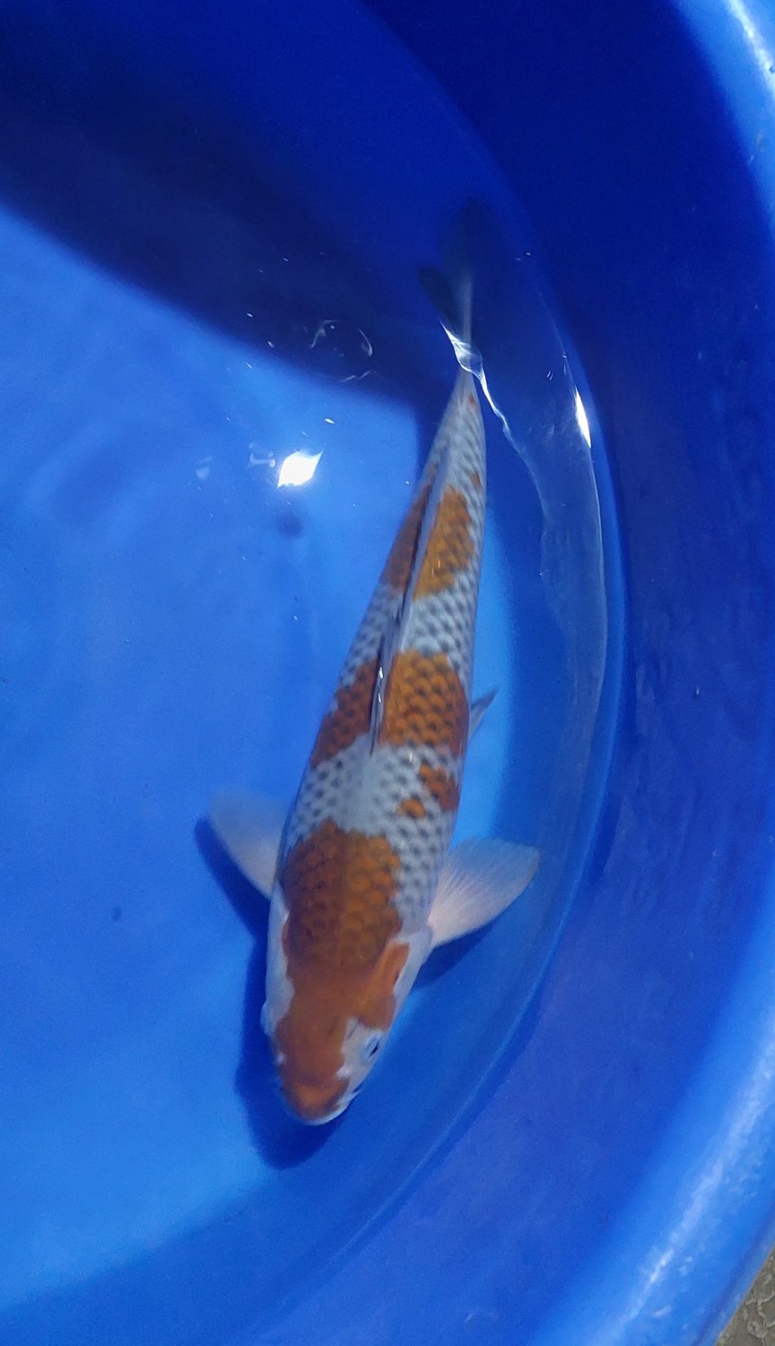 Juara 2