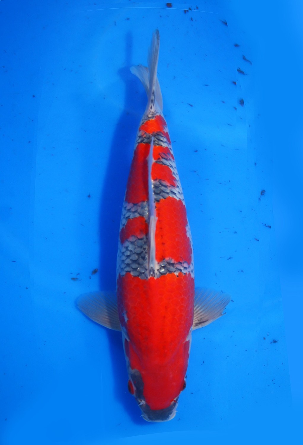 Juara 1