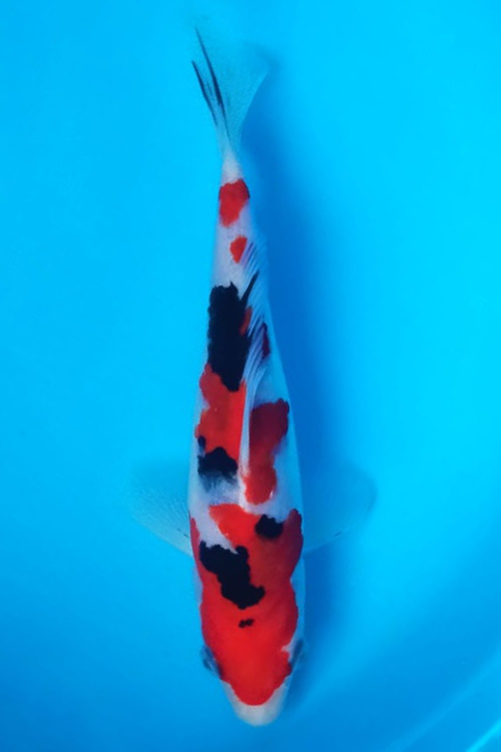 Juara 5