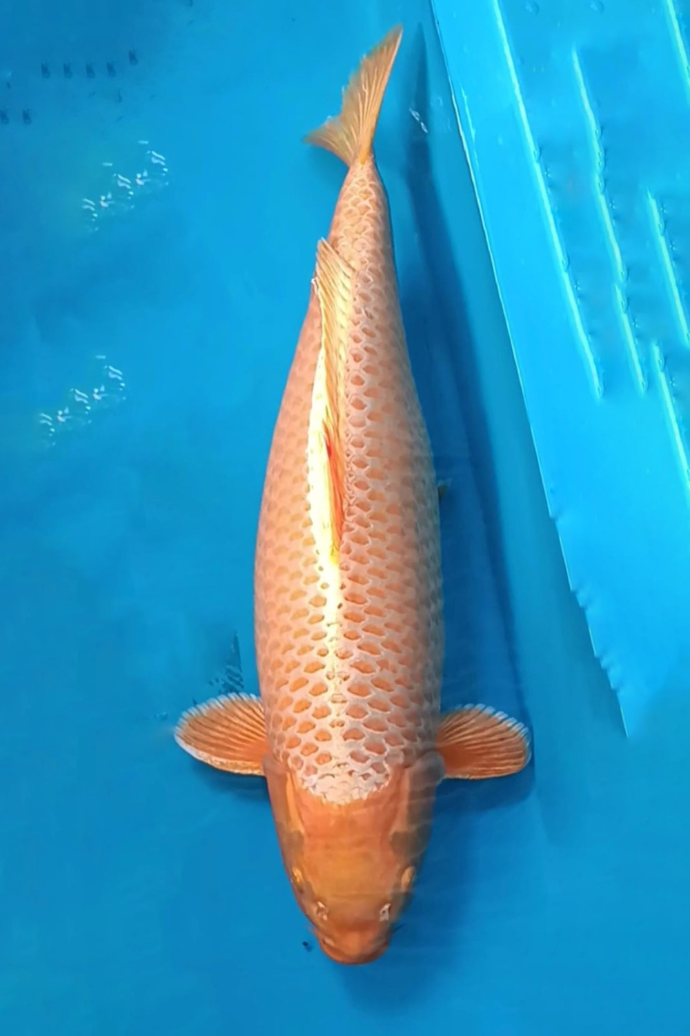 Juara 1