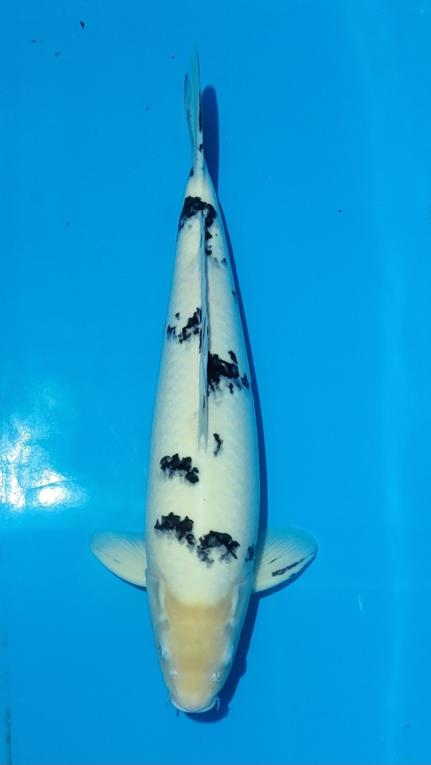 Juara 4