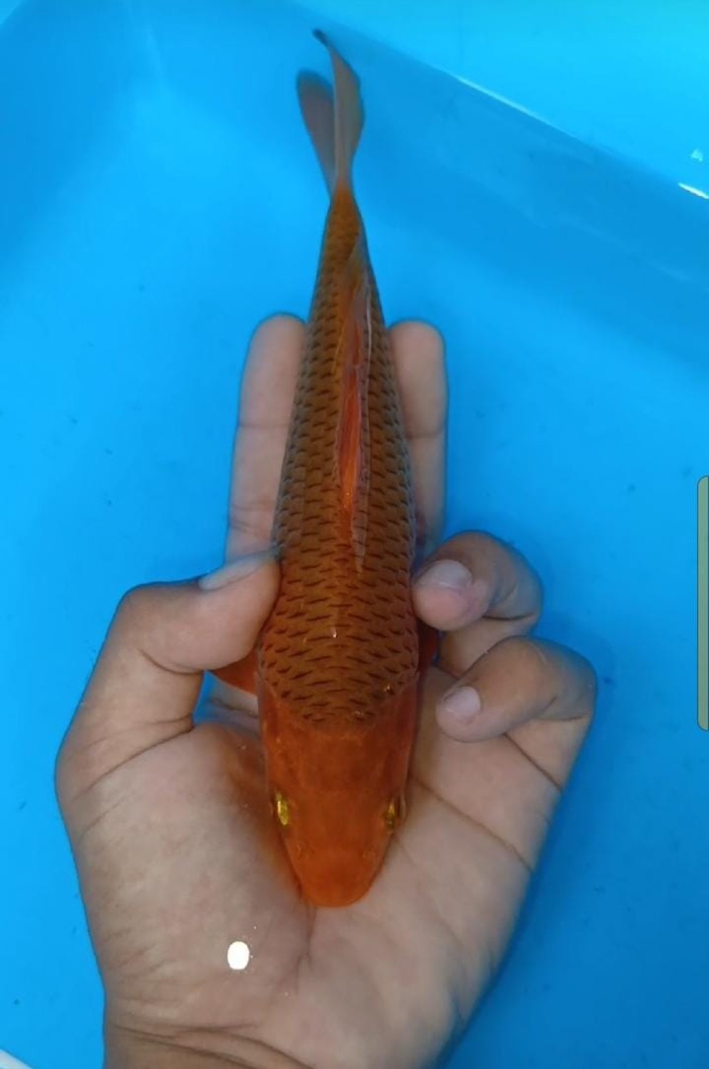 Juara 3
