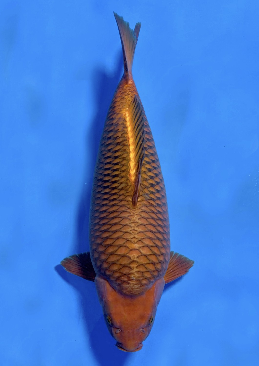 Best In Size E 51 - 55 cm