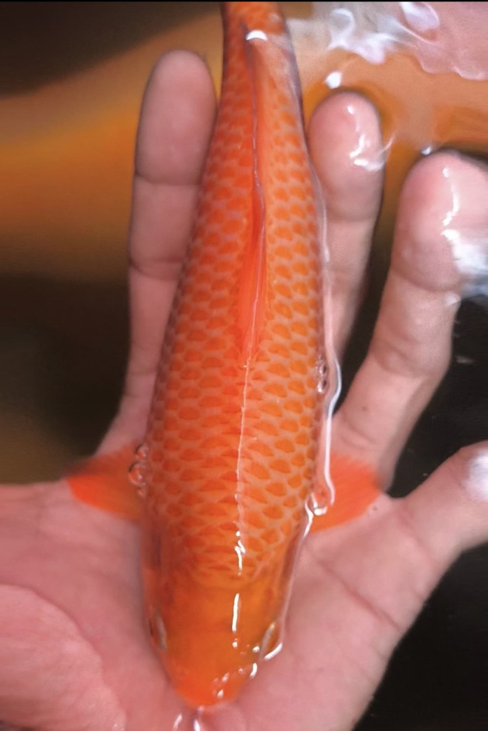 Juara 1