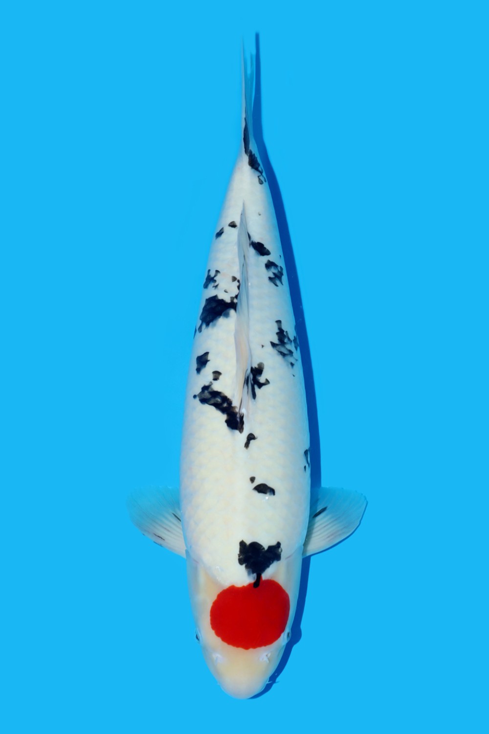 Juara 1