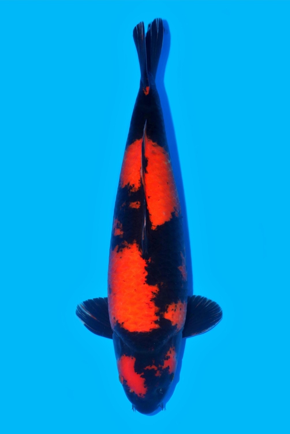 Juara 1