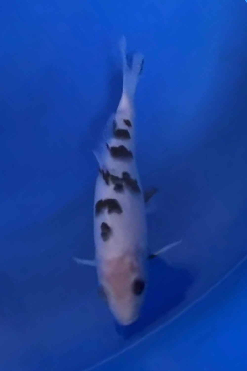 Best In Size D 16 - 20 cm
