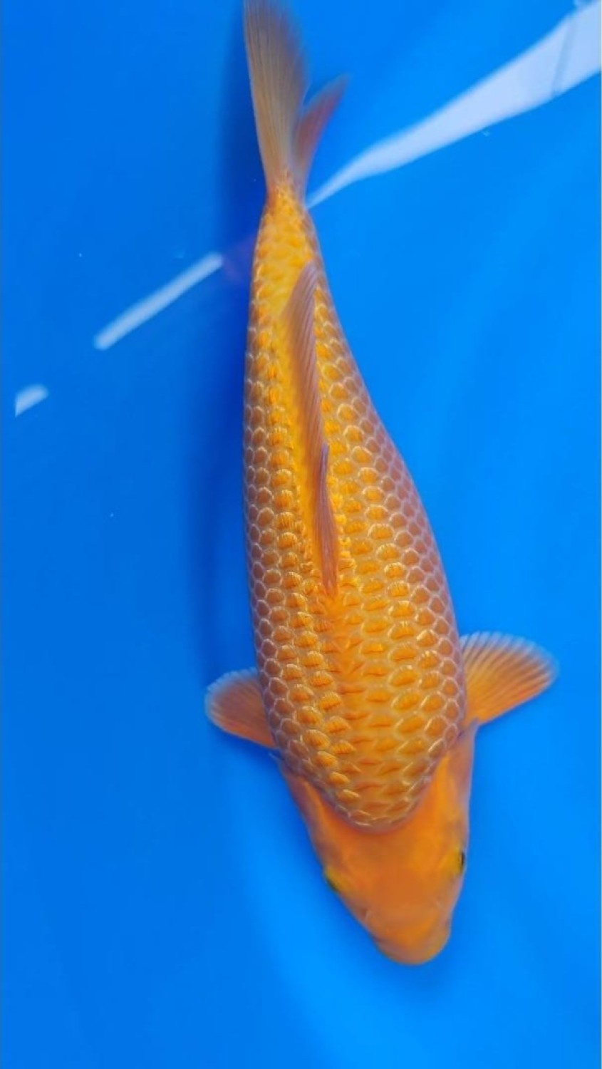 Juara 5