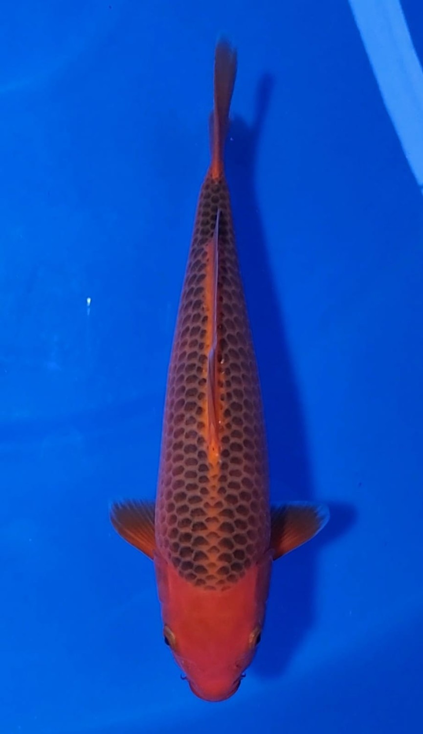 Best In Size E 31 - 35 cm