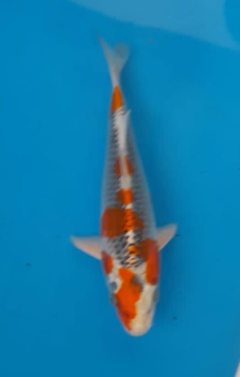 Juara 5