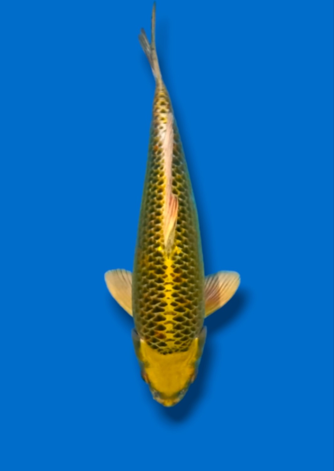 Juara 1