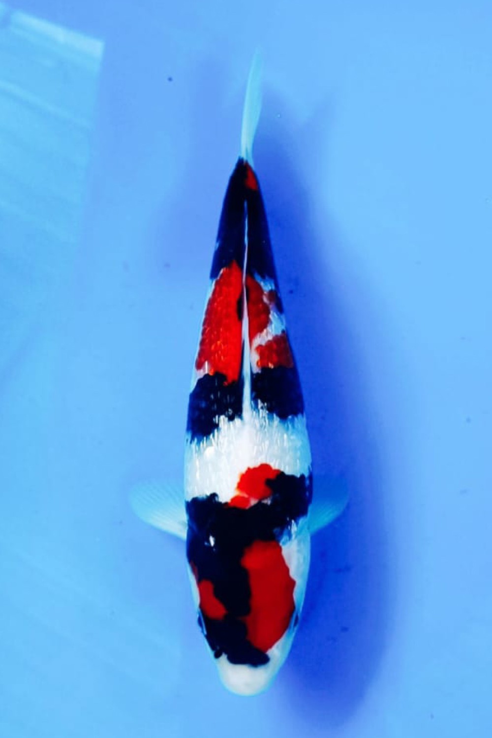 Juara 1
