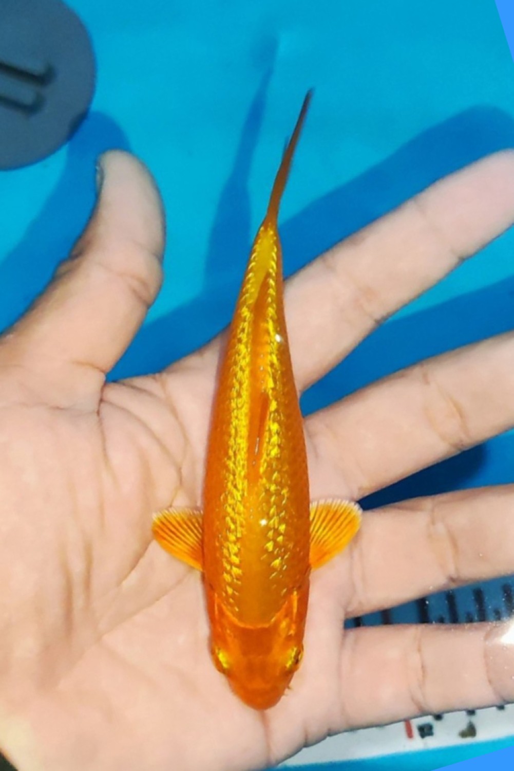 Juara 4