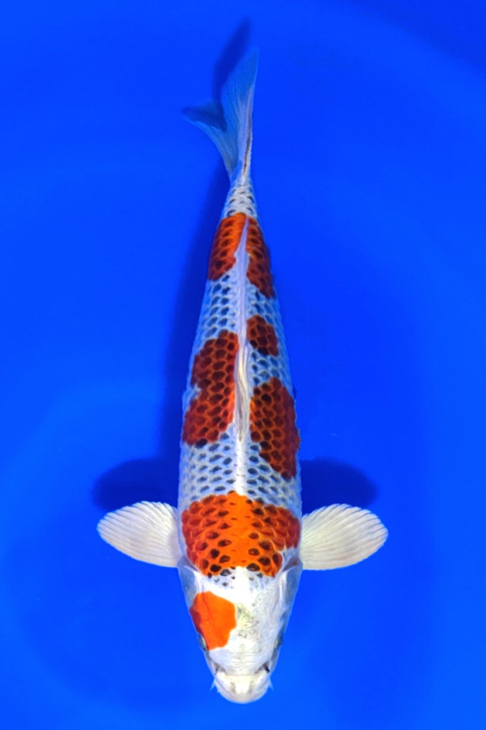 Juara 1