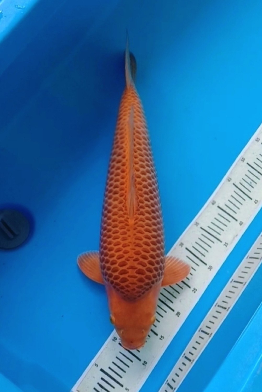Juara 1